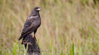 Gavião-Caramujeiro (Rostrhamus sociabilis)