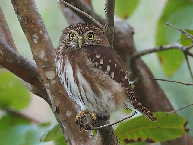 Caburé (Glaucidium brasilianum)