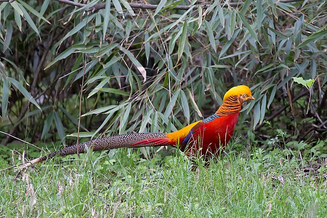 Faisão-Dourado (Chrysolophus pictus)