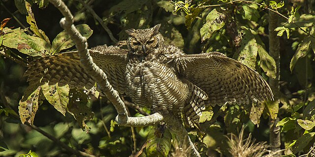 Jacurutu (Bubo virginianus nacurutu)