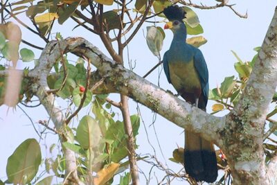 Turaco-Azul-Gigante (Corythaeola cristata)