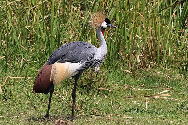 Grou-Coroado (Balearica regulorum)