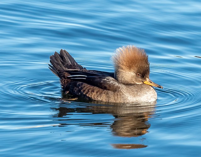 Pato-de-Crista (Lophodytes cucullatus)