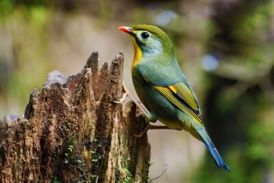 Rouxinol-do-Japão (Leiothrix lutea)