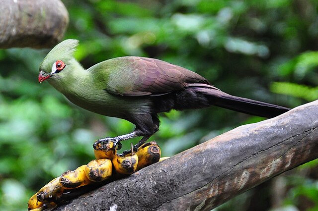 Turaco-de-Livingstone (Tauraco livingstonii)