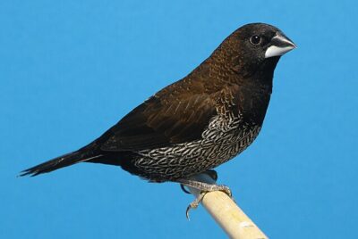 Manon (Lonchura striata domestica)