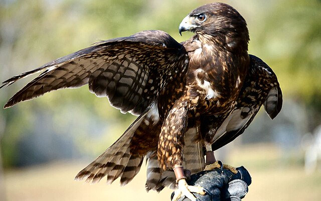 Gavião-de-Cauda-Curta (Buteo brachyurus)