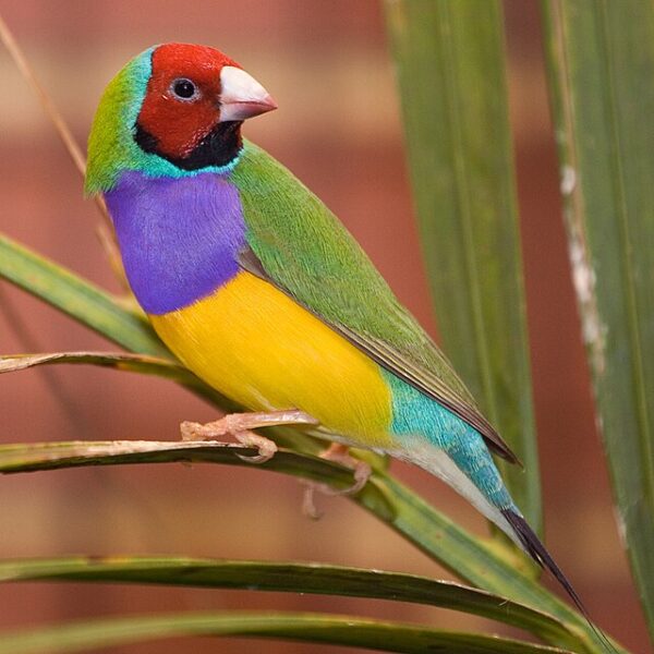 Diamante de Gould (Chloebia gouldiae)