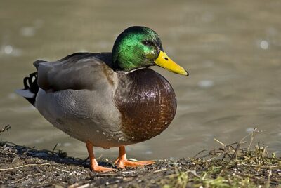 Marreco Rouen (Anas platyrhynchos)