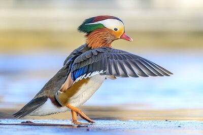 Pato-Mandarim (Aix galericulata)