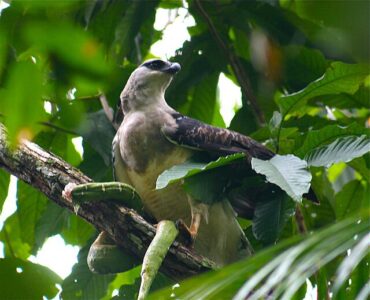Uiraçu-Falso (Morphnus guianensis)