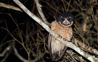 Murucututu-de-Barriga-Amarela (Pulsatrix koeniswaldiana)