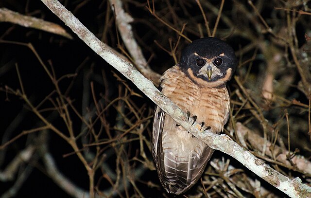 Murucututu-de-Barriga-Amarela (Pulsatrix koeniswaldiana)