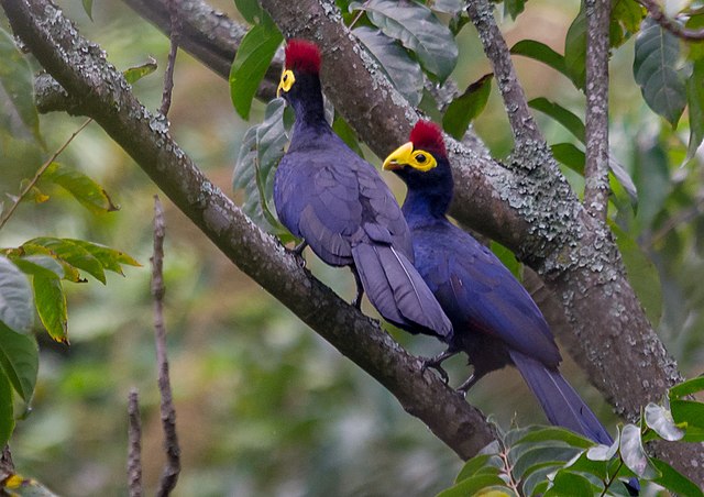 Turaco-de-Ross (Musophaga rossae)