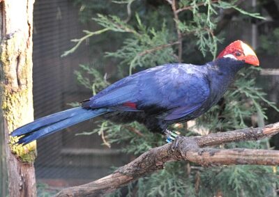 Turaco-Violeta (Musophaga violacea)