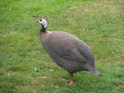 Galinha-d'Angola (Numida meleagris)