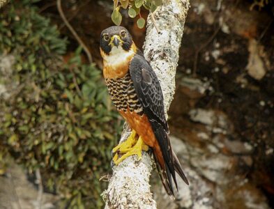 Falcão-de-Peito-Laranja (Falco deiroleucus)