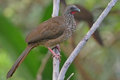 Aracuã-do-Bico-Torto (Ortalis guttata)