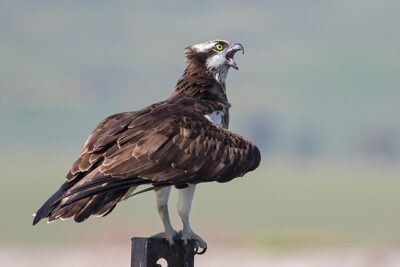 Águia-Pescadora (Pandion haliaetus)