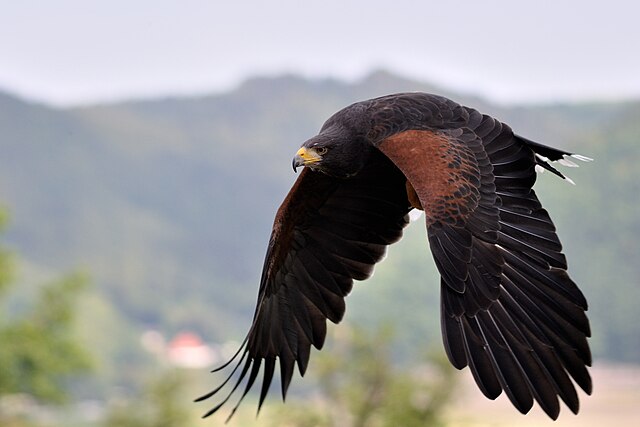 Gavião-de-Sobre-Branco (Parabuteo unicinctus)