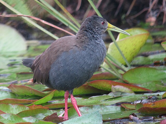 Saracura-Sana (Pardirallus nigricans)