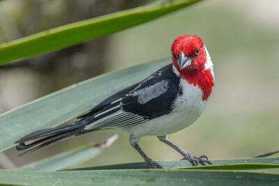 Galo-da-Campina (Paroaria dominicana)