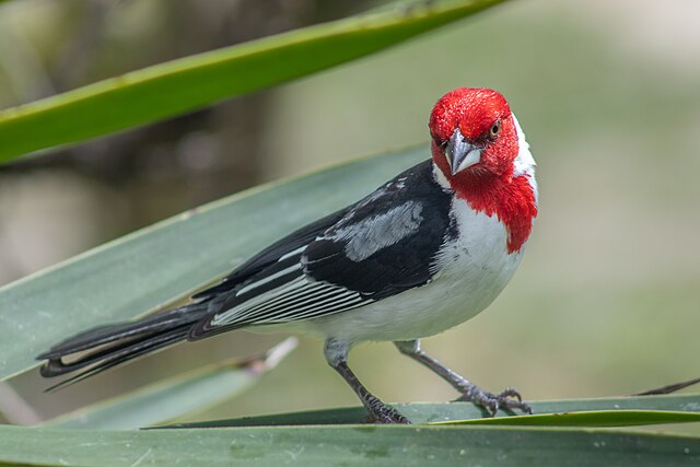 Galo-da-Campina (Paroaria dominicana)