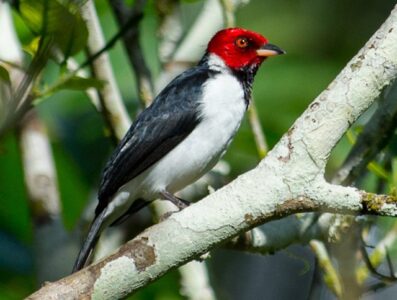 Cardeal-da-Amazônia (Paroaria gularis)