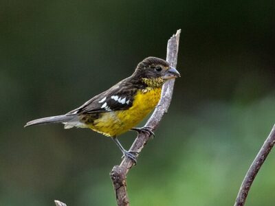 Estevão / Rei-do-Bosque (Pheucticus aureoventris)