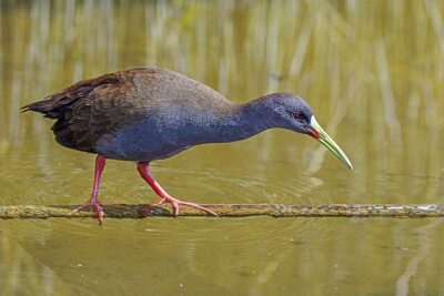 Saracura-Carioca (Pardirallus sanguinolentus)