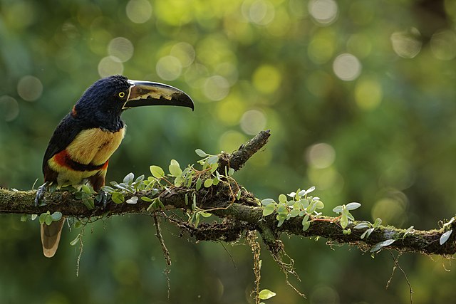 Araçari-de-Bico-Preto (Pteroglossus aracari)