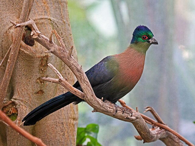 Turaco-de-Crista-Violeta (Tauraco porphyreolophus)
