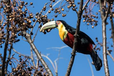 Tucano-de-Bico-Verde (Ramphastos dicolorus)