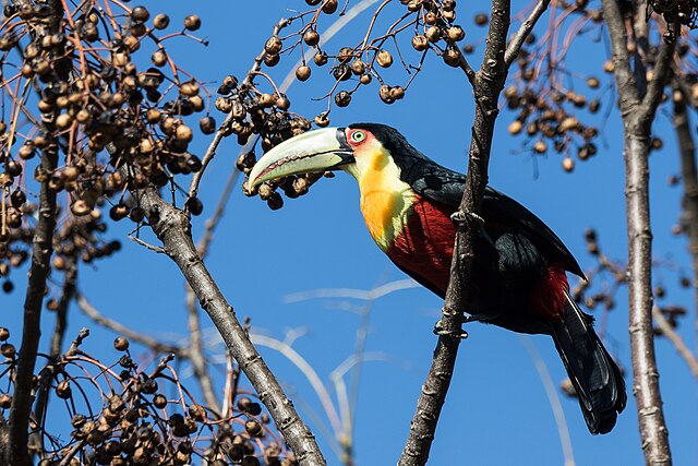 Tucano-de-Bico-Verde (Ramphastos dicolorus)