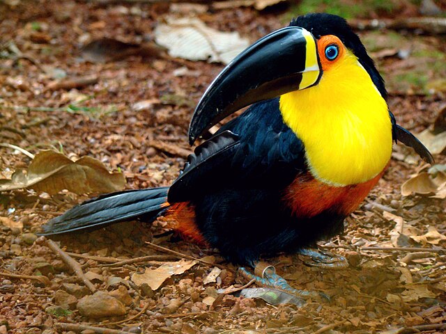Tucano-de-Bico-Preto (Ramphastos vitellinus)