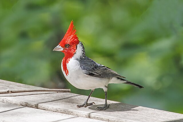 Cardeal-do-Sul (Paroaria coronata)