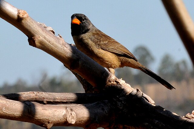 Bico-de-Pimenta (Saltatricula atricollis)