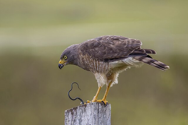 Gavião-Carijó (Rupornis magnirostris)