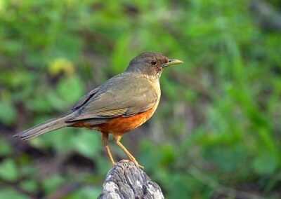 Sabiá-Laranjeira (Turdus rufiventris)