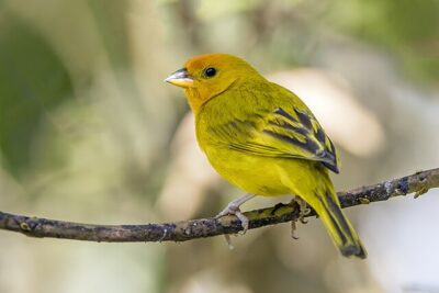 Canário-da-Terra (Sicalis flaveola)