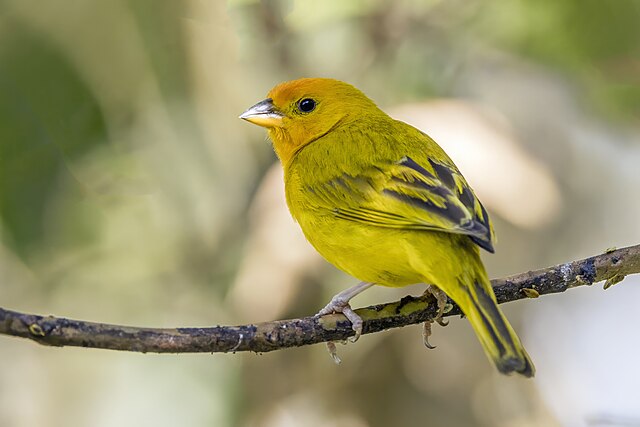Canário-da-Terra (Sicalis flaveola)