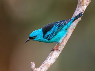 Saí-Azul (Dacnis cayana)