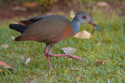 Saracura-Três-Potes (Aramides cajaneus)