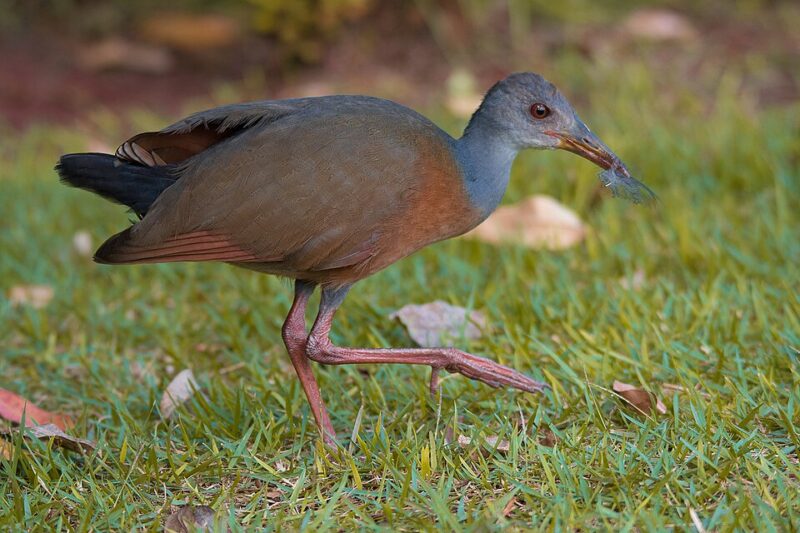 Saracura-Três-Potes (Aramides cajaneus)