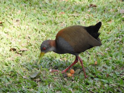 Saracura-do-Mato (Aramides saracura)