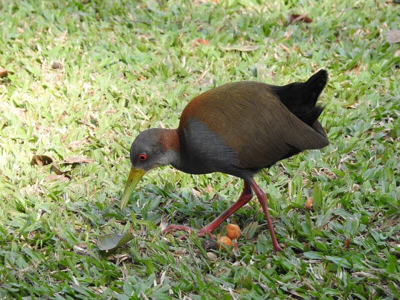 Saracura-do-Mato (Aramides saracura)