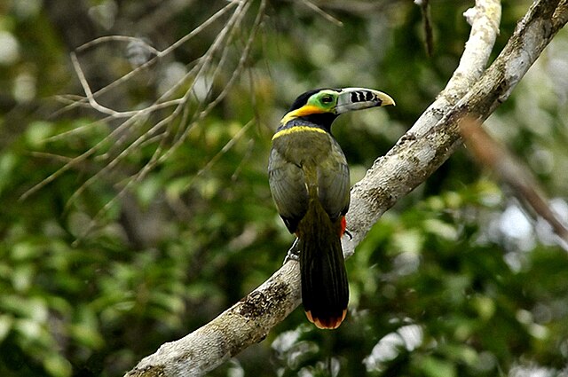 Araçari-Poca (Selenidera maculirostris)