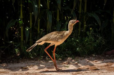 Seriema (Cariama cristata)