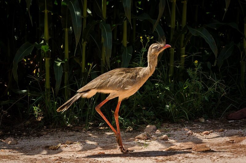 Seriema (Cariama cristata)