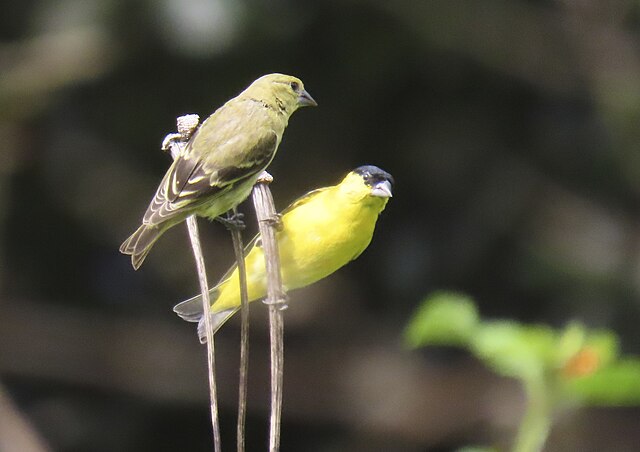 Pintassilgo-do-Nordeste (Spinus yarrellii)